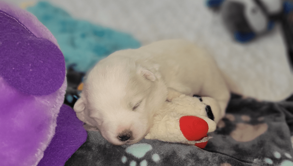 Considering a Puppy?